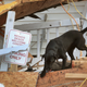 A dog with the Maryland Task Force urban search and rescue team searches for victims of Hurricane Michael on October 16, 2018 in Mexico Beach, Florida.